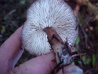 Rhodocollybia butyracea image