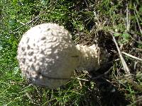 Amanita vittadinii image