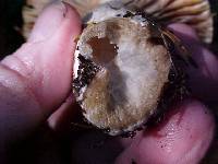 Russula cascadensis image