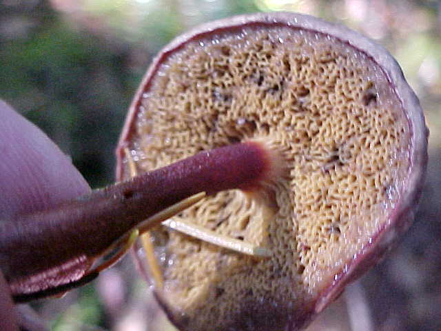 Xerocomus zelleri image