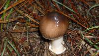 Amanita pachycolea image