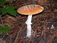 Amanita persicina image