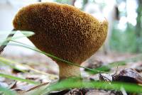 Suillus megaporinus image