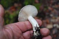 Lactarius pallescens image