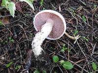 Agaricus moelleri image