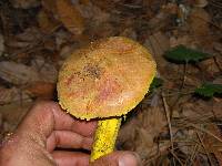 Pulveroboletus ravenelii image