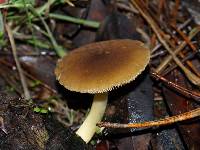 Pluteus romellii image