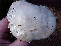 Hygrophorus subalpinus image