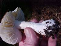 Hygrophorus subalpinus image