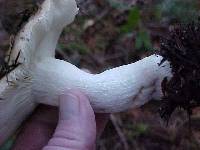 Russula cascadensis image