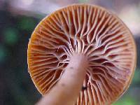 Lactarius olympianus image