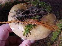 Russula cascadensis image