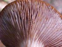 Lactarius olympianus image