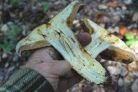 Cortinarius ponderosus image