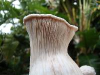 Pleurotus nebrodensis image