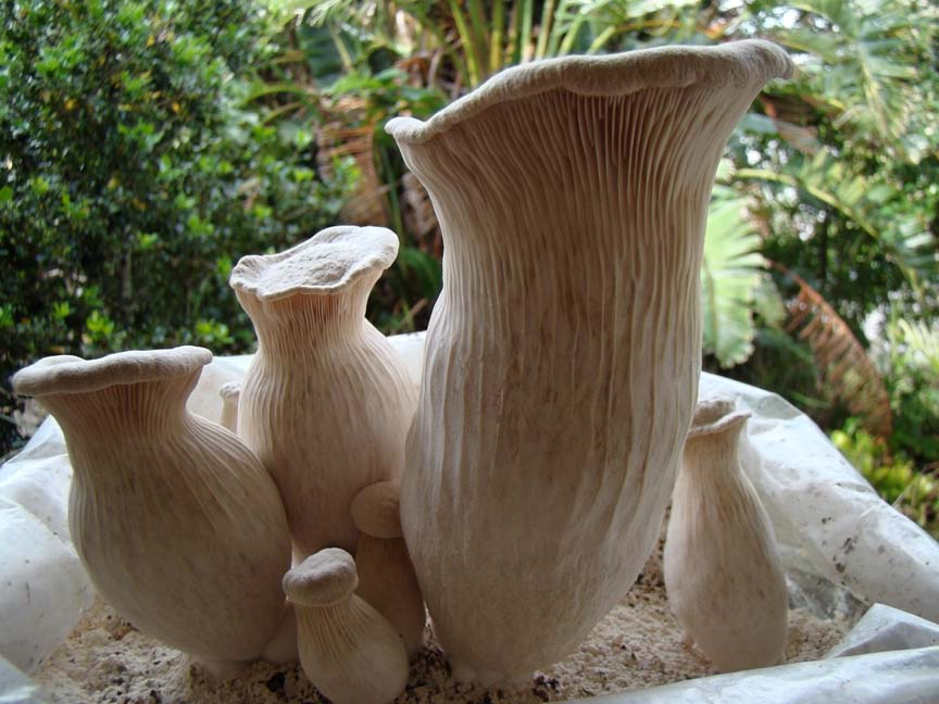 Pleurotus nebrodensis image