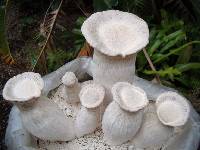 Pleurotus nebrodensis image