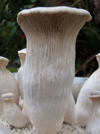 Pleurotus nebrodensis image