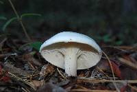 Hygrophorus eburneus image