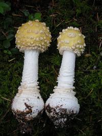 Amanita muscaria var. formosa image