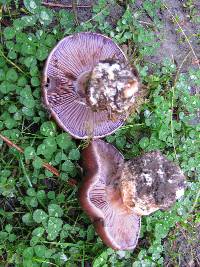 Cortinarius subpurpureophyllus image