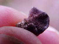 Trichaptum abietinum image