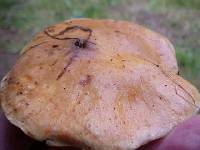 Suillus caerulescens image