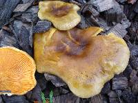 Hygrophoropsis aurantiaca image