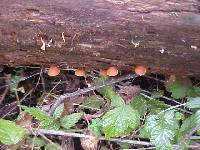 Gymnopilus picreus image