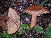 Lactarius rubrilacteus image