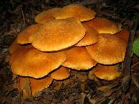 Gymnopilus ventricosus image