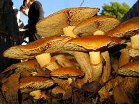 Gymnopilus ventricosus image