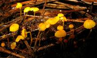 Mycena oregonensis image