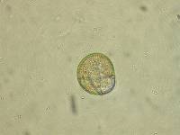 Allomyces macrogynus image