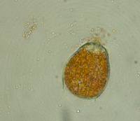 Allomyces macrogynus image