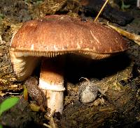 Leucoagaricus cupresseus image