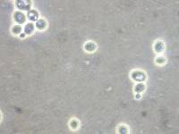 Saccharomyces cerevisiae image