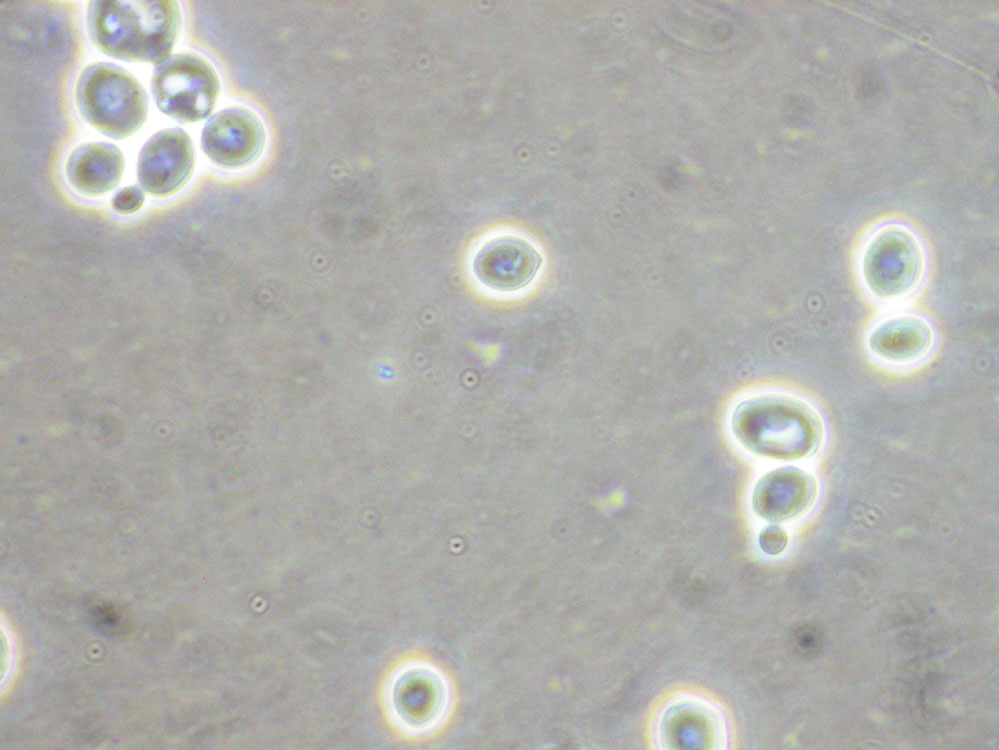 Saccharomyces cerevisiae image
