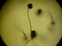 Rhizopus stolonifer image