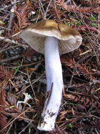 Cortinarius vanduzerensis image