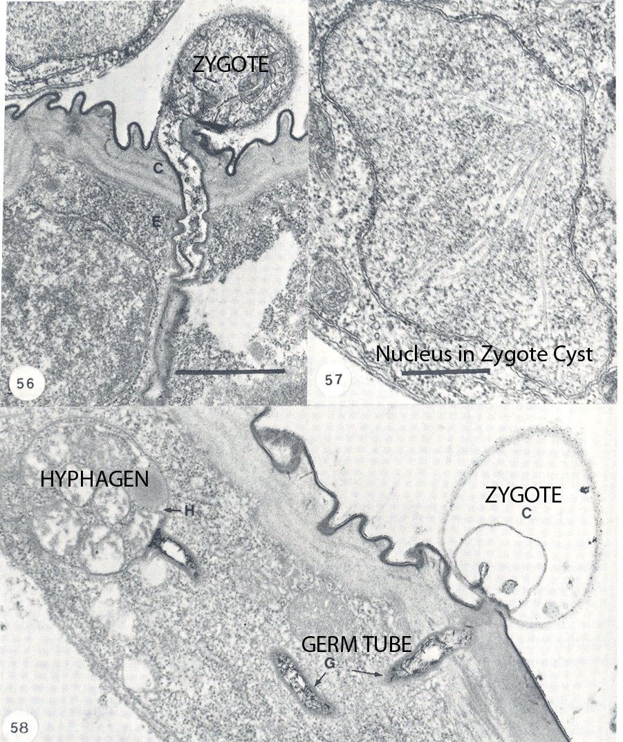 Coelomomycetaceae image