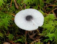 Lepiota atrodisca image