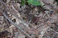 Inocybe tahquamenonensis image