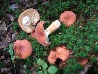 Lactifluus hygrophoroides image