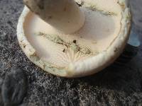 Lactifluus glaucescens image