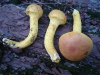 Pulveroboletus ravenelii image