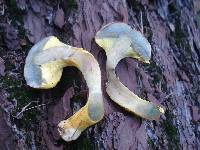 Pulveroboletus ravenelii image