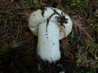 Lactarius deceptivus image