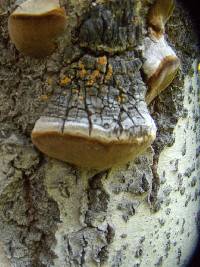 Phellinus tremulae image