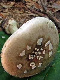 Amanita solaniolens image